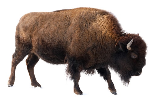 American Bison Definition | Characteristics & Facts