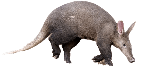 Aardvark Definition | Characteristics & Facts