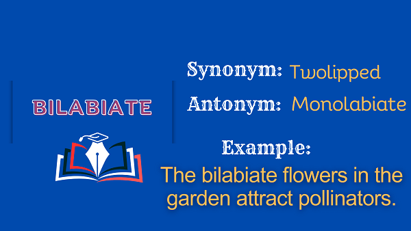 Bilabiate - Definition, Meaning, Synonyms & Antonym