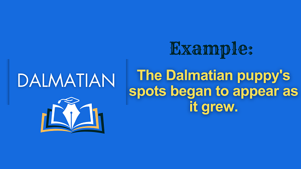 Dalmatian - Definition, Meaning, Synonyms & Antonyms