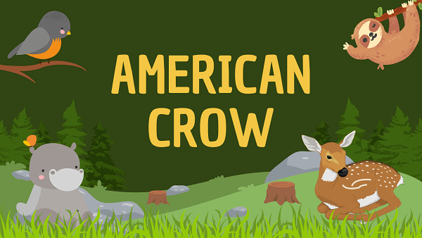 American Crow | Facts, Diet, Habitat & Pictures