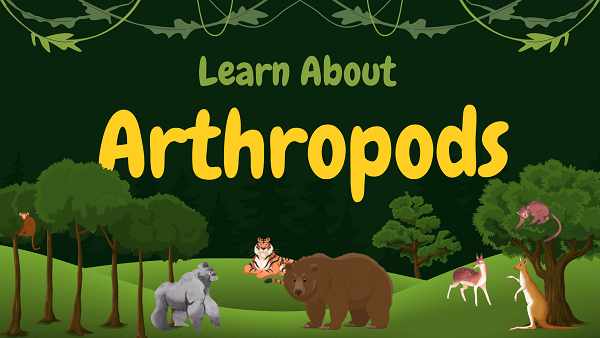 Arthropods | Facts, Diet, Habitat & Pictures