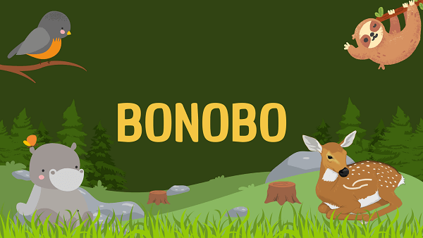 Bonobo | Facts, Diet, Habitat & Pictures