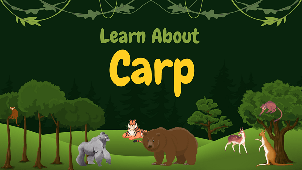 Carp | Facts, Diet, Habitat & Pictures