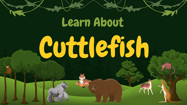 Cuttlefish | Facts, Diet, Habitat & Pictures