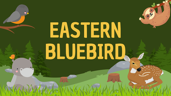 Eastern Bluebird | Facts, Diet, Habitat & Pictures
