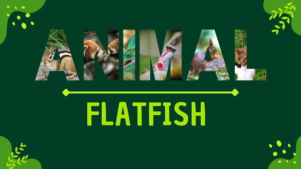 Flatfish | Facts, Diet, Habitat & Pictures
