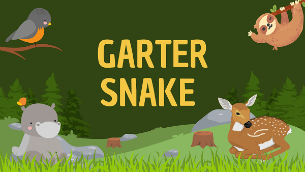 Garter Snake | Facts, Diet, Habitat & Pictures