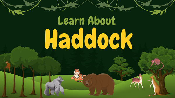 Haddock | Facts, Diet, Habitat & Pictures