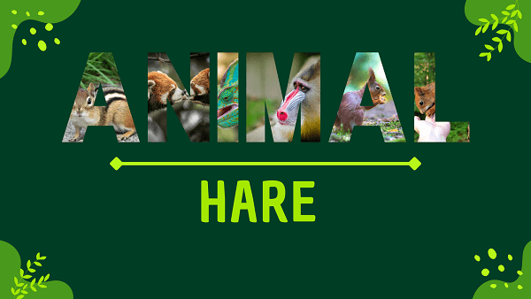 Hare | Facts, Diet, Habitat & Pictures
