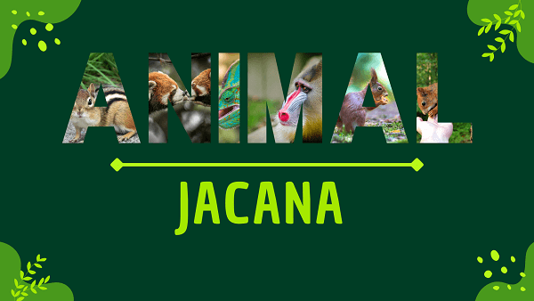 Jacanas | Facts, Diet, Habitat & Pictures