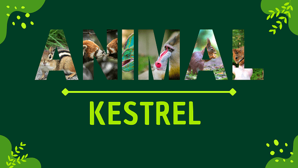 Kestrels | Facts, Diet, Habitat & Pictures