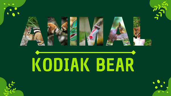 Kodiak Bear | Facts, Diet, Habitat & Pictures