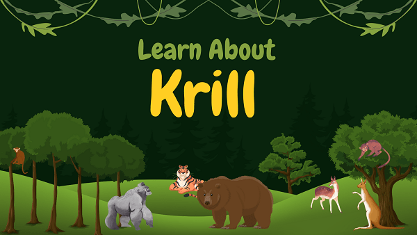 Krill | Facts, Diet, Habitat & Pictures