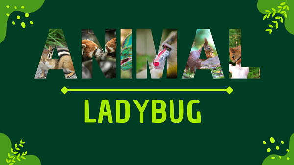 Ladybug | Facts, Diet, Habitat & Pictures