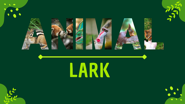 Lark | Facts, Diet, Habitat & Pictures