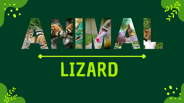 Lizard | Facts, Diet, Habitat & Pictures