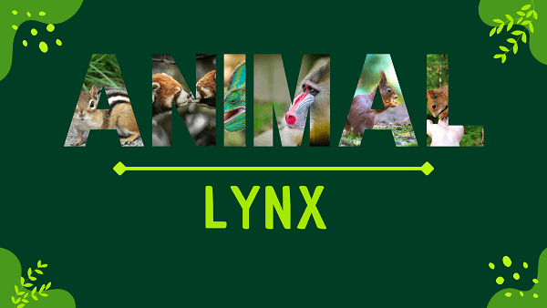 Lynx | Facts, Diet, Habitat & Pictures