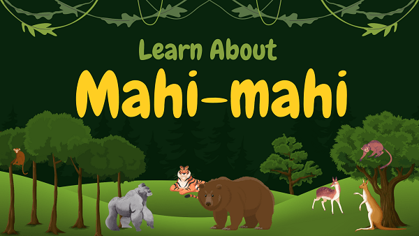 Mahi-mahi | Facts, Diet, Habitat & Pictures