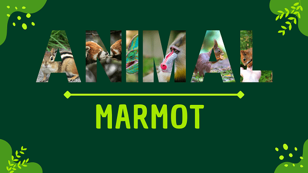 Marmot | Facts, Diet, Habitat & Pictures