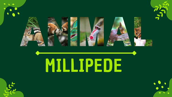 Millipede | Facts, Diet, Habitat & Pictures