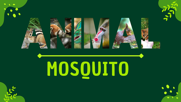 Mosquito | Facts, Diet, Habitat & Pictures