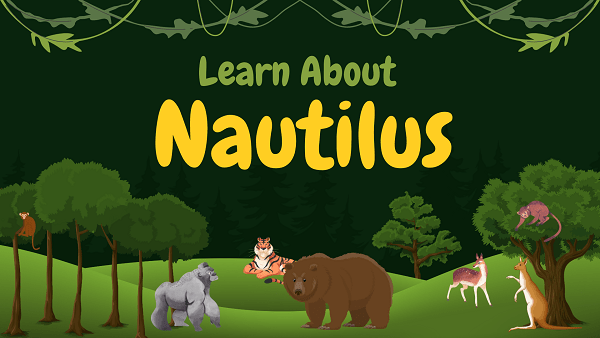 Nautilus | Facts, Diet, Habitat & Pictures