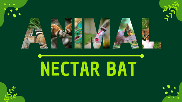 Nectar Bat | Facts, Diet, Habitat & Pictures