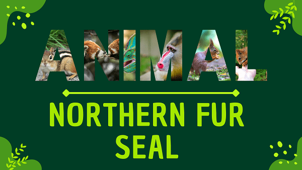 Northern Fur Seal | Facts, Diet, Habitat & Pictures