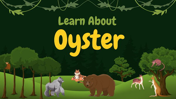 Oyster | Facts, Diet, Habitat & Pictures
