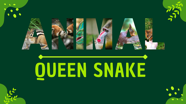 Queen Snake | Facts, Diet, Habitat & Pictures