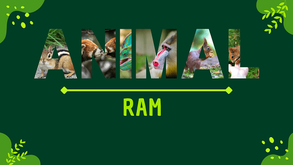Ram | Facts, Diet, Habitat & Pictures