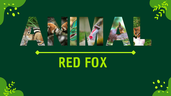 Red Fox | Facts, Diet, Habitat & Pictures