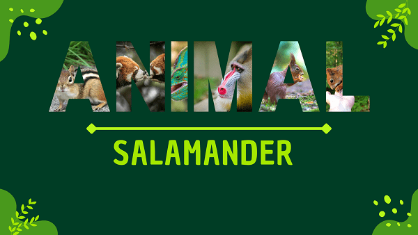 Salamander | Facts, Diet, Habitat & Pictures