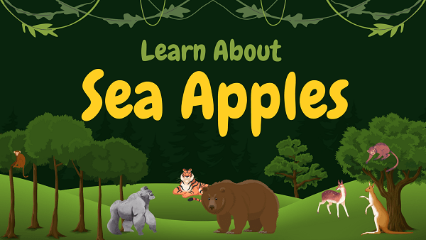 Sea Apples | Facts, Diet, Habitat & Pictures