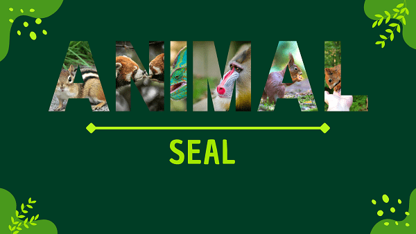 Seal | Facts, Diet, Habitat & Pictures