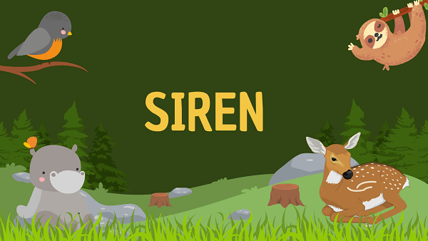 Siren | Facts, Diet, Habitat & Pictures