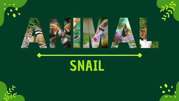 Snail | Facts, Diet, Habitat & Pictures