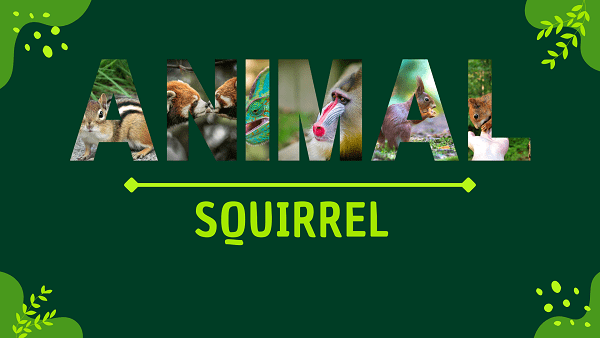 Squirrel | Facts, Diet, Habitat & Pictures