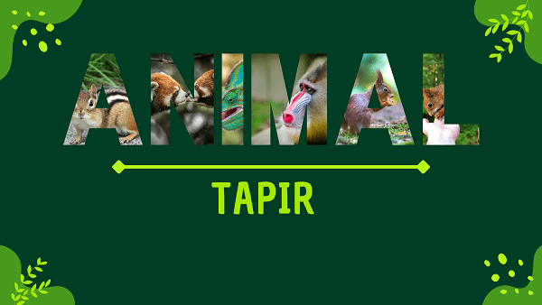 Tapir | Facts, Diet, Habitat & Pictures