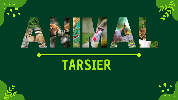 Tarsier | Facts, Diet, Habitat & Pictures