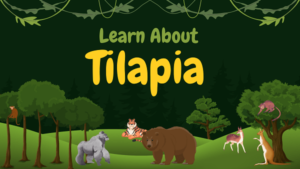 Tilapia | Facts, Diet, Habitat & Pictures