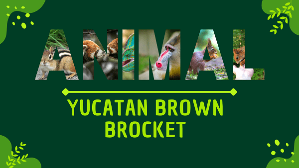 yucatan brown brocket