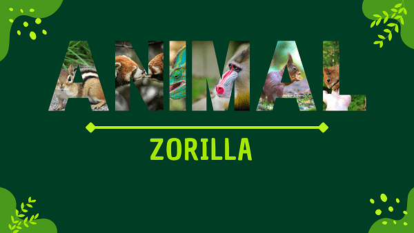 Zorilla | Facts, Diet, Habitat & Pictures